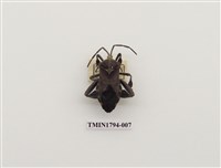 藏品(婆羅洲昆蟲)的圖片